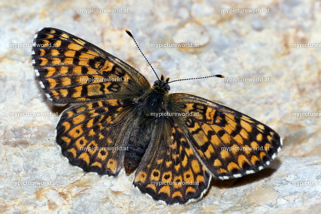 Melitaea cinxia-013 | Das Bilderarchiv über Tiere, Planzen und Landschaften. In der Bilddatenbank finden Sie ein große Auswahl an hochwertigen Bilder für Ihre Werbung - Realized with Pictrs.com