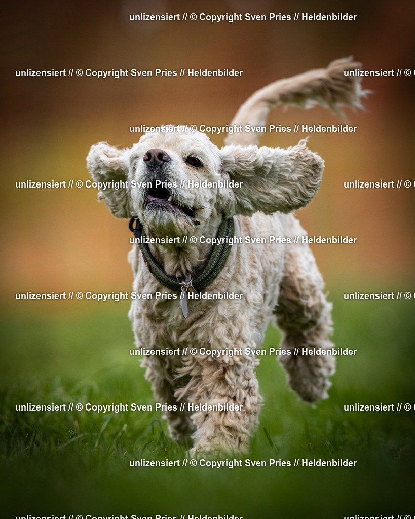 Sven Pries | 2025-04-13 - Hunderennen Baden-Baden - Realisiert mit Pictrs.com