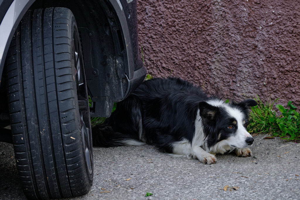Ängstlicher Hofhund versteckt sich beim Auto | Heiligenblut, Austria - September 06, 2025: Ängstlicher Hofhund versteckt sich beim Auto. - Realisiert mit Pictrs.com
