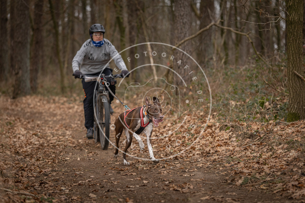 Pfotenfotografie_DV3A7092 | Hundefotografie, Tierfotograf, Pfotenfotografie, Fotoshooting Hund, Hunde Portrait, Hundesport, Hundeportraits, Heideshooting, Hunde, Sportfotograf, Hundefotograf, Turnierhundsport, THS,  - Realisiert mit Pictrs.com