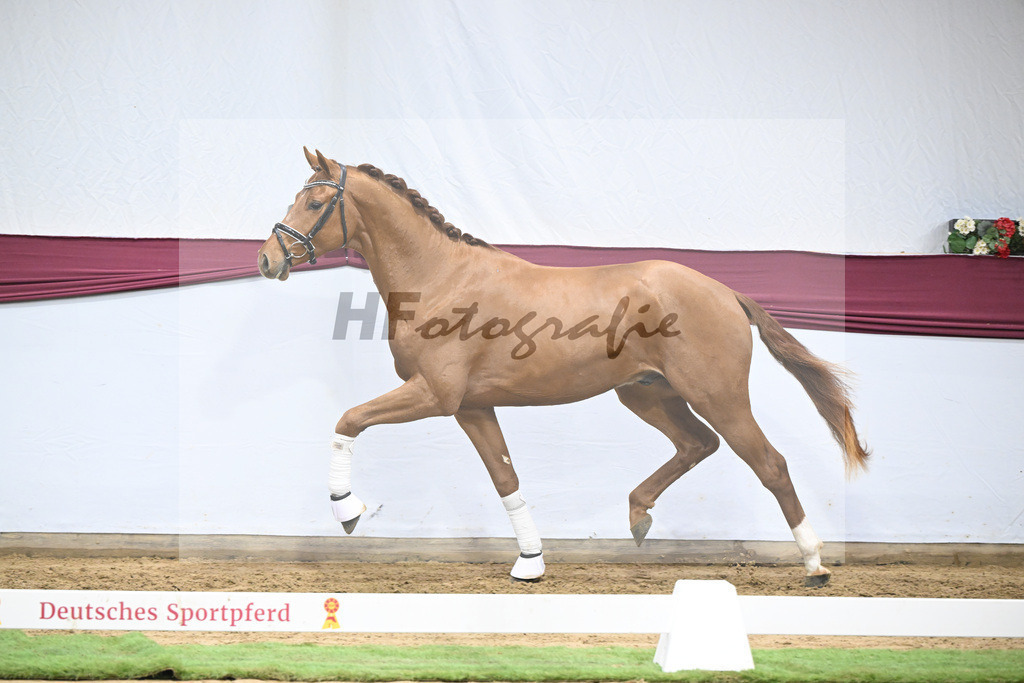 Kat-Nr. 135 Value x For Romance I_Drews Reutalmuehle eGbR_47254594 | hf-fotografie - Realisiert mit Pictrs.com