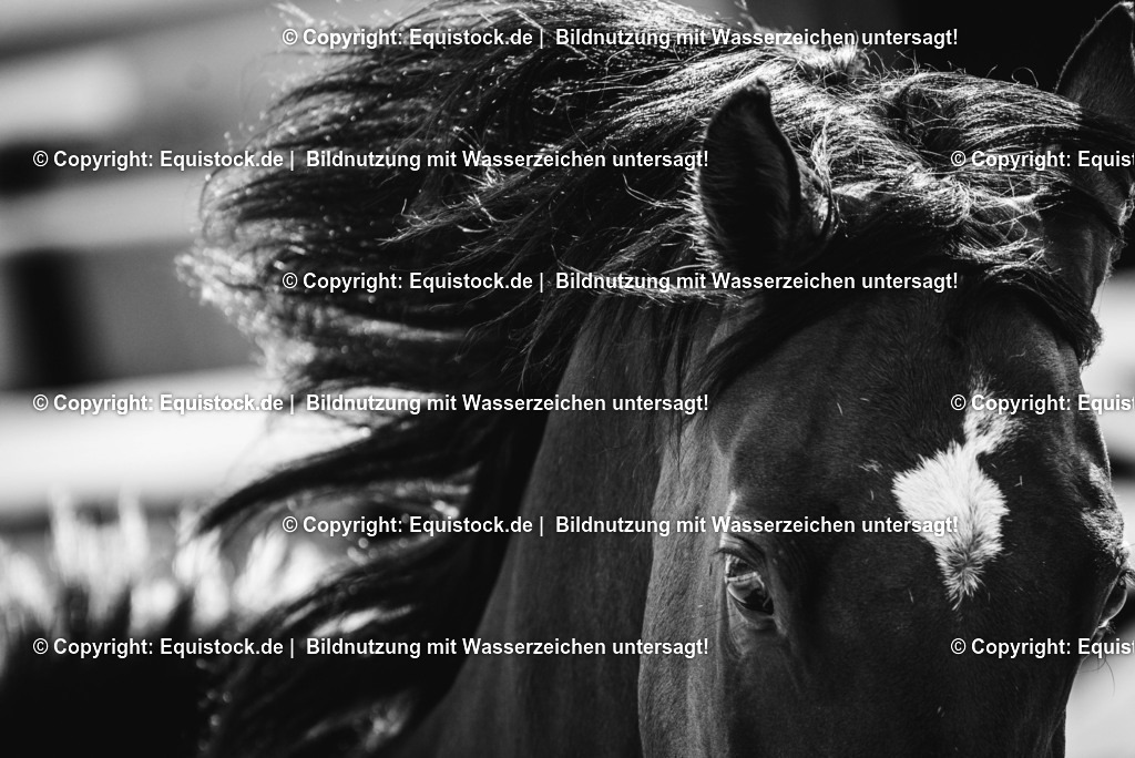 2016_Araber_Stute_Braun (7) | Foto: Thomas Hartig