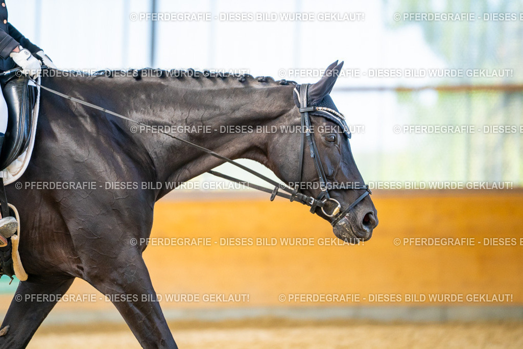 DSC08105 | Pferdegrafie