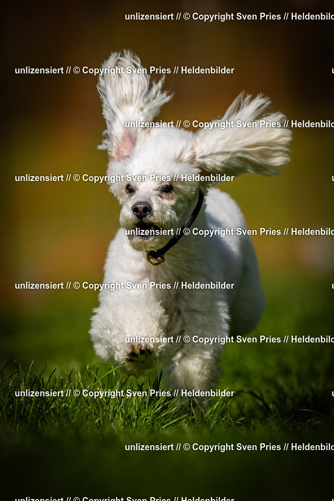 Sven Pries | 2025-04-13 - Hunderennen Baden-Baden - Realisiert mit Pictrs.com