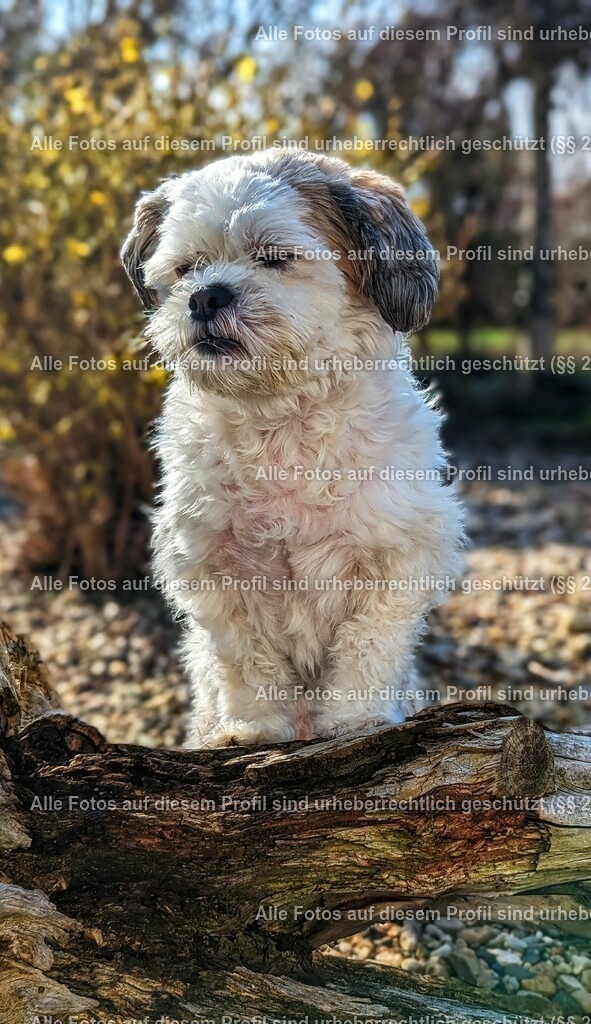 PXL_20240303_094546569_exported_1709495490057 | krollfotografie - Realisiert mit Pictrs.com