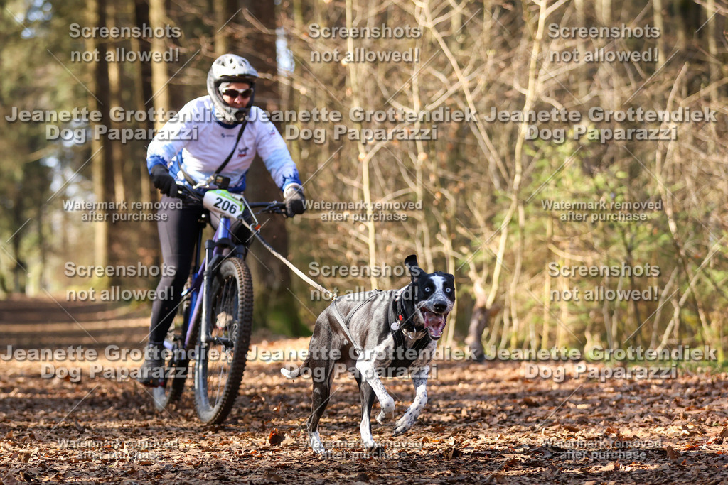 Dog Paparazzi - VCC26-986 | Dog Paparazzi Jeanette Grottendiek Fotografie & Videografie - Realisiert mit Pictrs.com