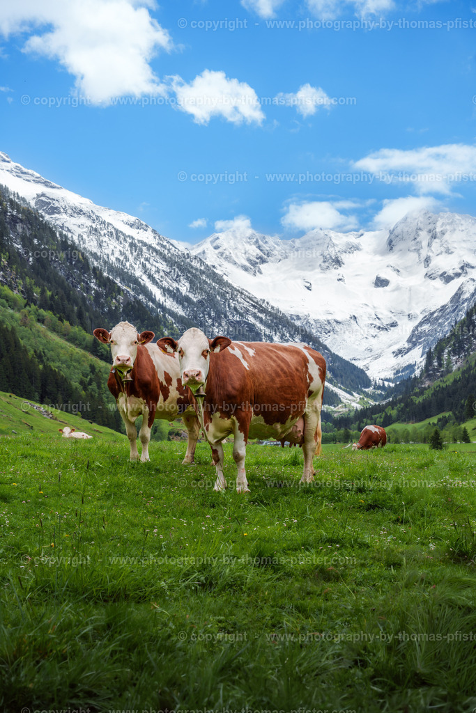  Kühe Stilluptal Frühling copyright  Thomas Pfister-1 | PHOTOGRAPHY BY THOMAS PFISTER