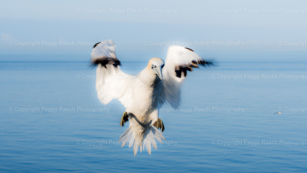 Basstölpel | auf Helgoland - Realisiert mit Pictrs.com