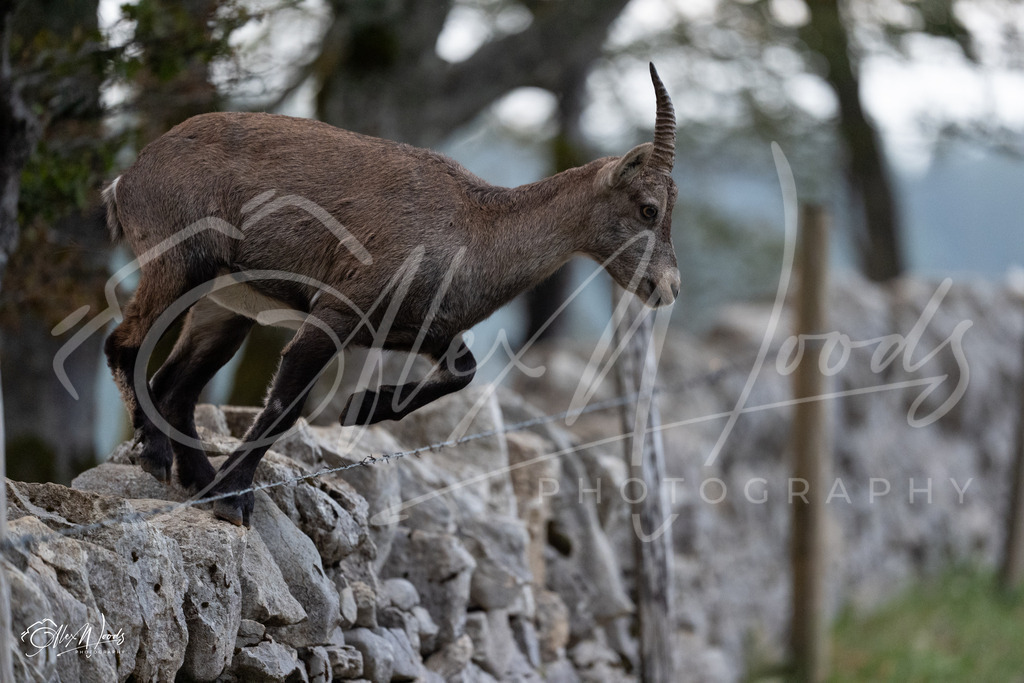 20240922_075026_SA934439_AlexWoods_FullSize | Alex Woods Photography