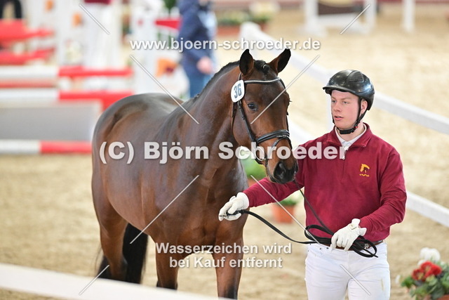 36_Diego de Semilly - Carleyle_790_8085 | Björn Schroeder Pferdefotografie