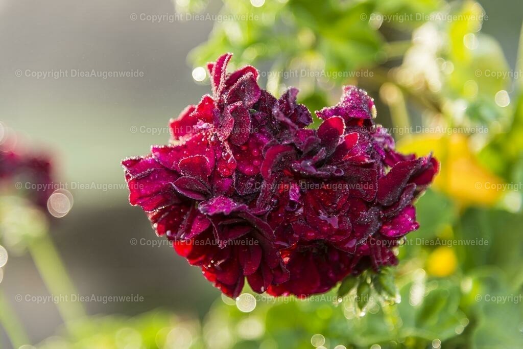 _DSC8152 | DieAugenweide Galerie, Bilder von Fotograf Ralf-Udo Thiele. Auswählen und bestellen auf verschiedenen Materialien und Größen. - Realisiert mit Pictrs.com