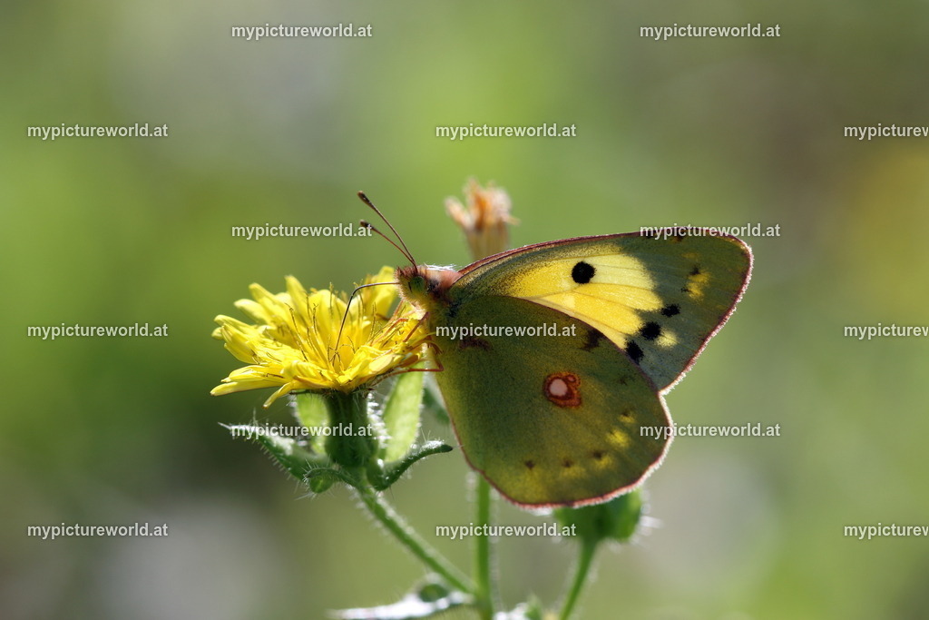 Colias hyale-010 | Das Bilderarchiv über Tiere, Planzen und Landschaften. In der Bilddatenbank finden Sie ein große Auswahl an hochwertigen Bilder für Ihre Werbung - Realisiert mit Pictrs.com