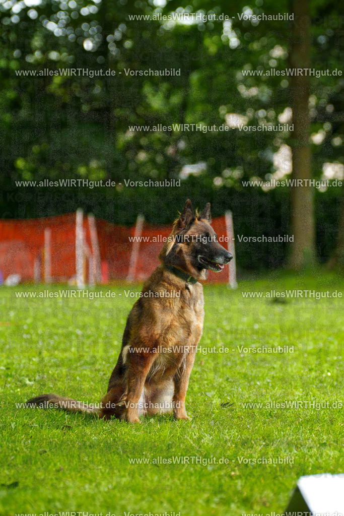 @allesWIRTHgut_Tierfotografie - www.allesWIRTHgut.de - 101934-7R508360 | Professionelle Tierfotografie in Mönchengladbach von Daniel Wirth (allesWIRTHgut). Liebevolle & natürliche Bilder von Hunden & Katzen für unvergessliche Erinnerungen.