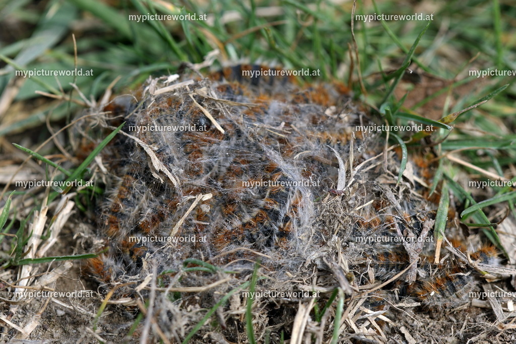 Thaumetopoea pityocampa-011 | Das Bilderarchiv über Tiere, Planzen und Landschaften. In der Bilddatenbank finden Sie ein große Auswahl an hochwertigen Bilder für Ihre Werbung - Realisiert mit Pictrs.com