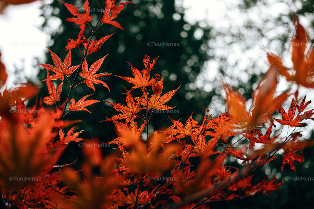 20221020_PaulHense_S0053_DSC00151 | paulhense - Realisiert mit Pictrs.com