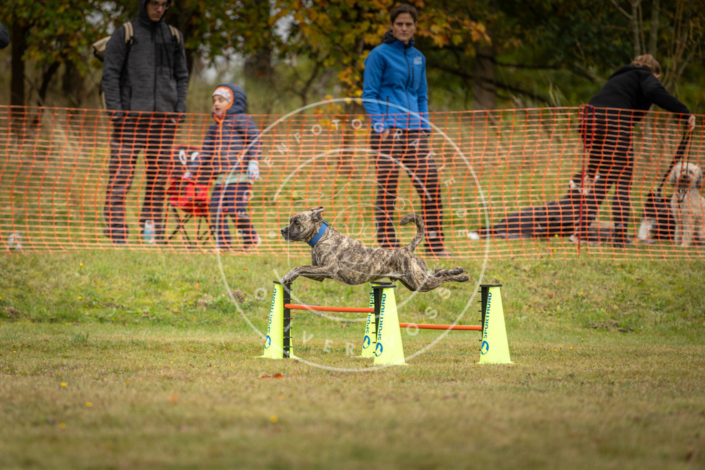 Pfotenfotografie_DV3A4353 | Hundefotografie, Tierfotograf, Pfotenfotografie, Fotoshooting Hund, Hunde Portrait, Hundesport, Hundeportraits, Heideshooting, Hunde, Sportfotograf, Hundefotograf, Turnierhundsport, THS,  - Realisiert mit Pictrs.com