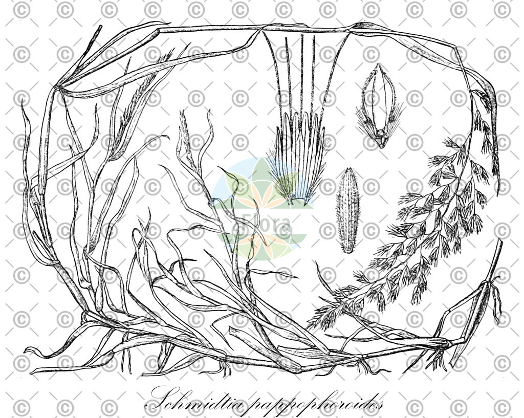 HistAbb_wfo-0000166207_2_ENZY_Simple | Historische Abbildung von Schmidtia pappophoroides - Poaceae | Historical Illustration of Schmidtia pappophoroides - Poaceae