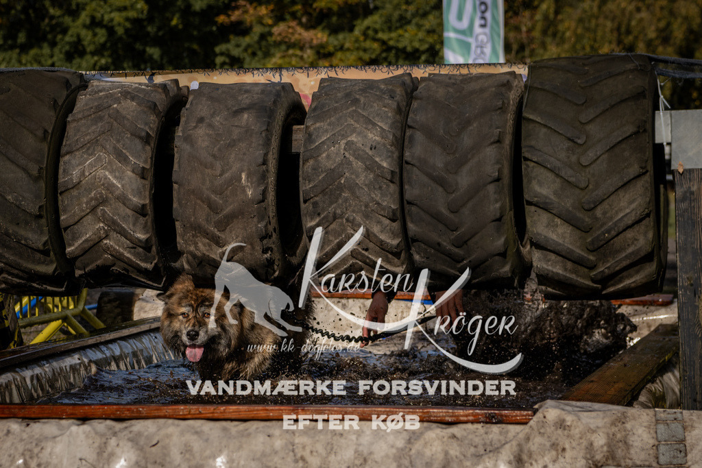 1350_ZZ93173 | kk-dogfotos