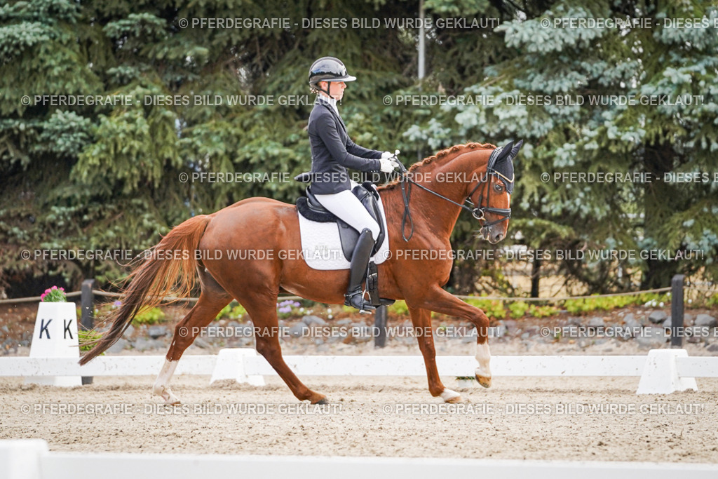 DSC01281 | Pferdegrafie