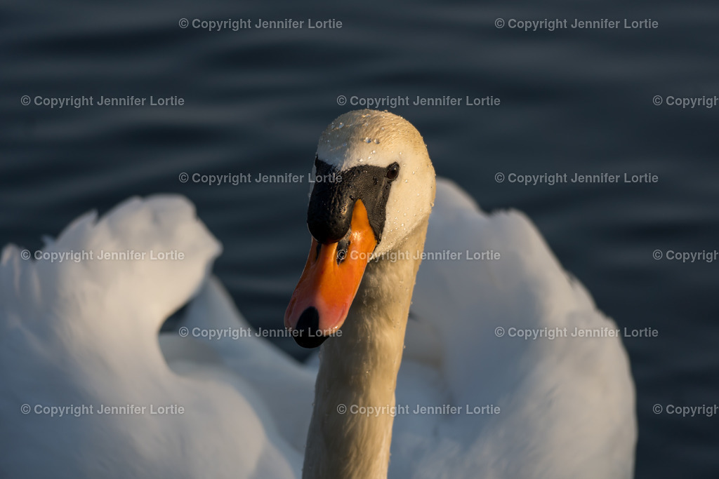 Schwan in Abendsonne | Kreative Naturaufnahmen als hochwertige Druckprodukte kaufen. - Realisiert mit Pictrs.com