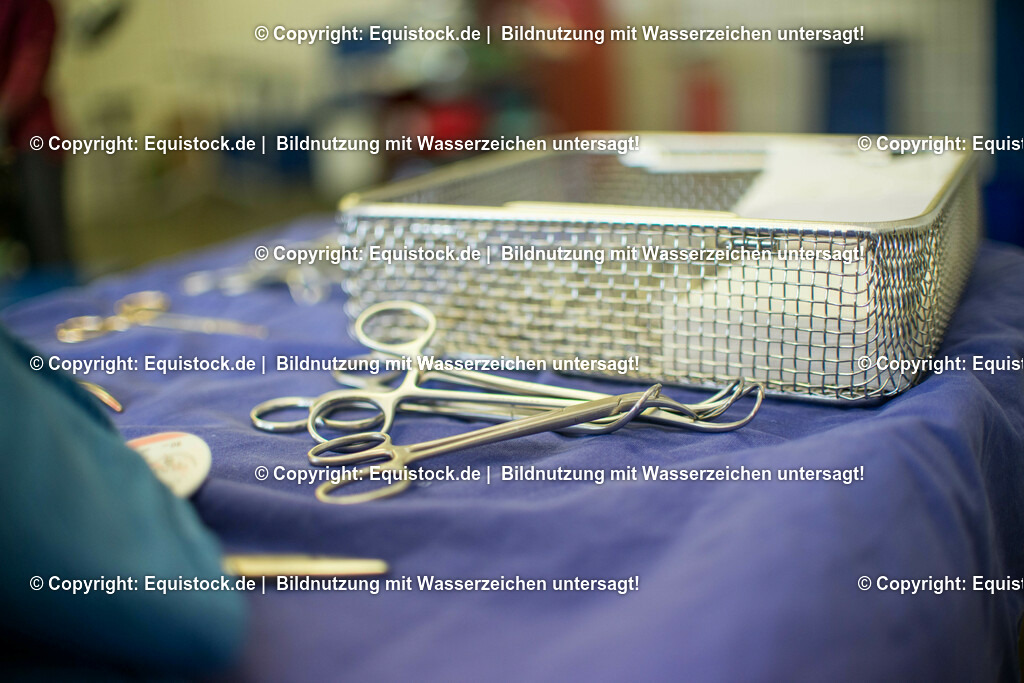 20160309_Sehnenschnitt_OP__0053 | equistock