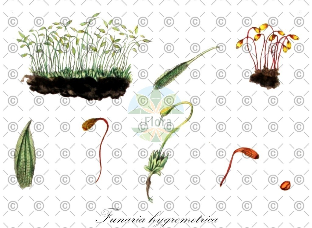 HistAbb_wfo-0000693517_1_ENZY_Simple | Historische Abbildung von Funaria hygrometrica - Funariaceae | Historical Illustration of Funaria hygrometrica - Funariaceae