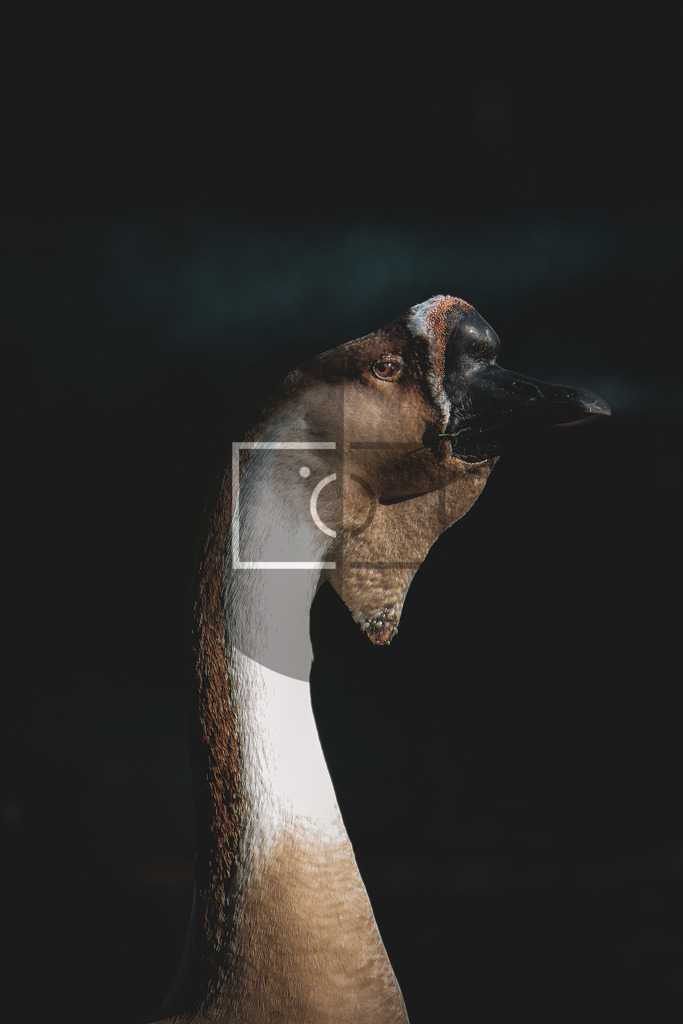 Wandbild Höckergans | Ich bin Fotograf und auf meiner Webseite hast du die Möglichkeit meine fotografie als Wandbilder druckfertig für dein Zuhause zu bestellten. - Realisiert mit Pictrs.com