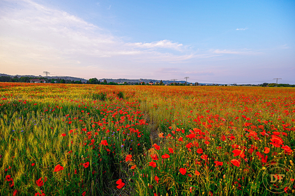 3-20230620-DF_1DS8715_IP | Geschenke, Wandbilder und Accessoires mit Motiven aus Dresden und anderen schönen Orten zur Verschönerung Deines zu Hauses und zum verschenken gewünscht? Wähle Deine Lieblingsbild auf dem Produkt Deiner Wahl. 