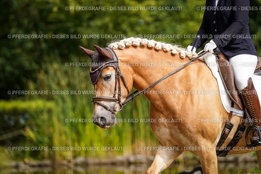 DSC07897 | Pferdegrafie