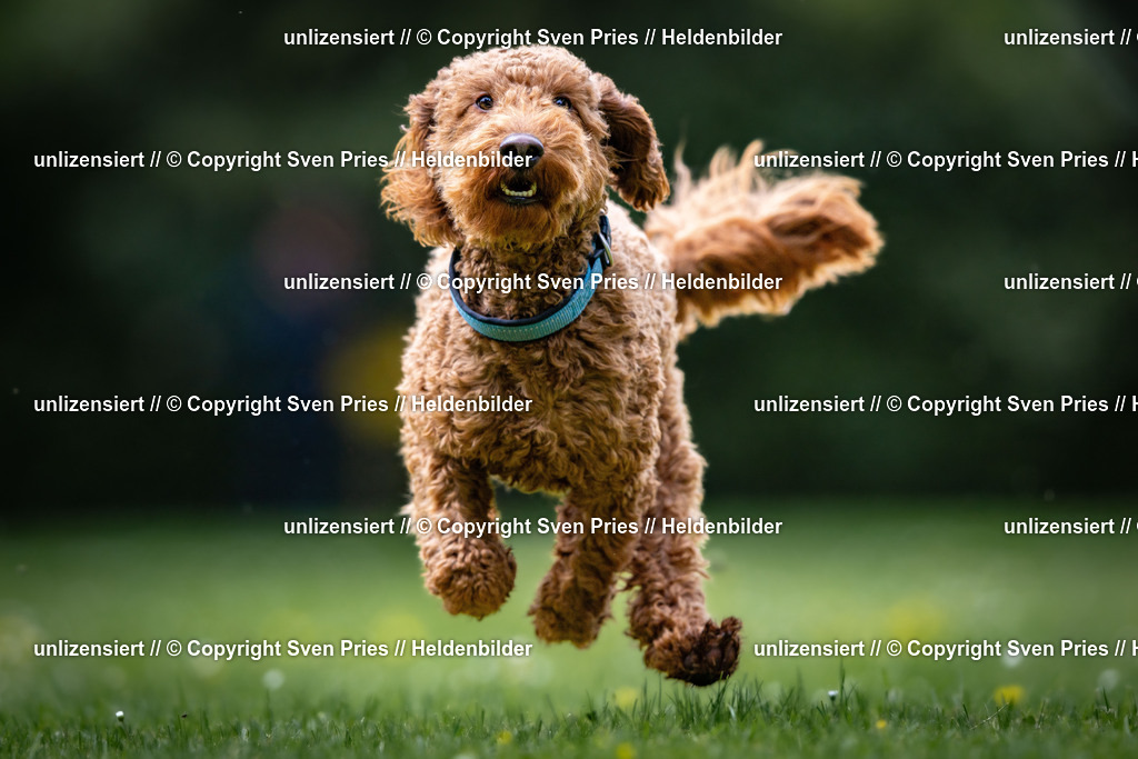 Sven Pries | 2026-05-14 - Hunderennen KA Durlach Vatertag 2026 - Realisiert mit Pictrs.com
