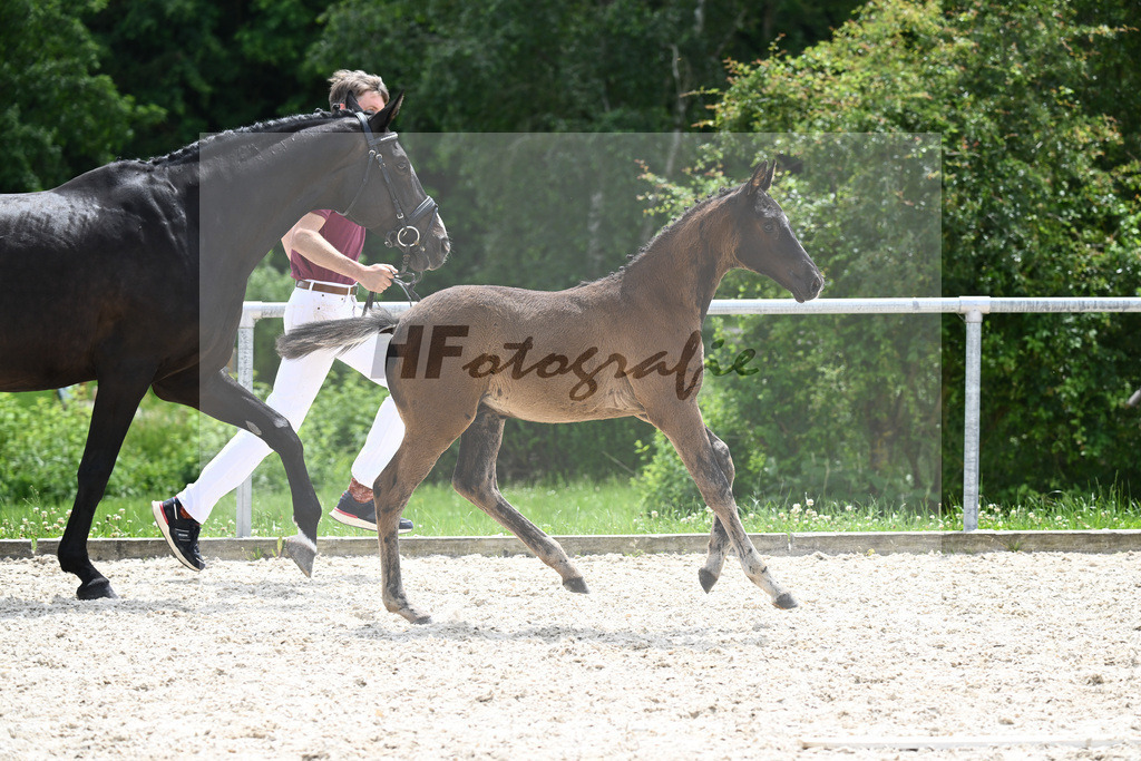 Diamant de Plaisir x Stakkato Gold_HF_Joas_20240288 | hf-fotografie - Realisiert mit Pictrs.com