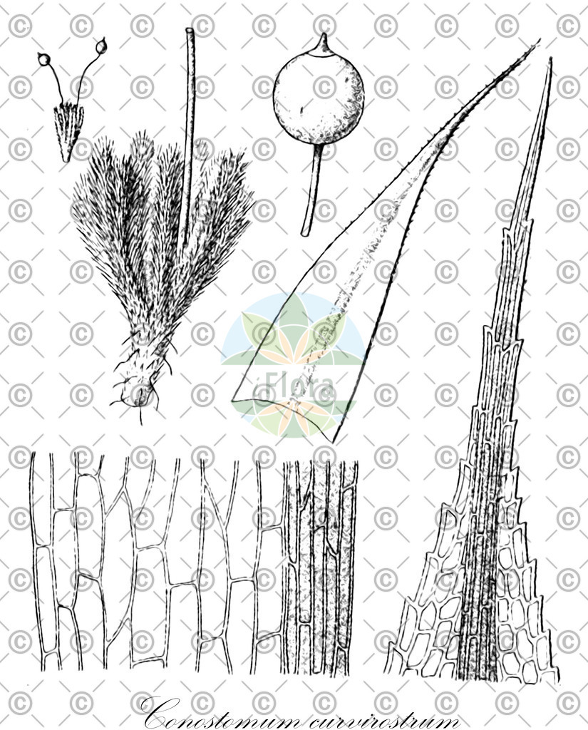 HistAbb_wfo-0000361692_1_ENZY_Simple | Historische Abbildung von Conostomum curvirostrum - Bartramiaceae | Historical Illustration of Conostomum curvirostrum - Bartramiaceae