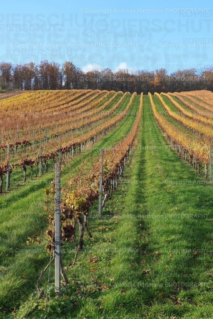 Weinberg im Herbst | Weinberg im Herbst - Realisiert mit Pictrs.com