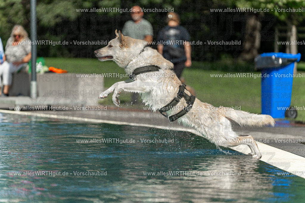 Hundeschwimmen_Volksbad_2026-allesWIRTHgut_Tierfotografie-2609061547-7R501865 | Professionelle Tierfotografie in Mönchengladbach von Daniel Wirth (allesWIRTHgut). Liebevolle & natürliche Bilder von Hunden & Katzen für unvergessliche Erinnerungen.