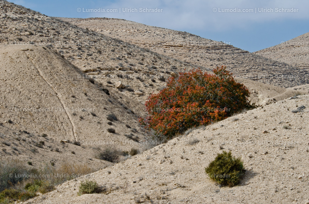10972-10428 - Negev-Wüste _ Israel | max. Bildgröße A3 | 300dpi - Realisiert mit Pictrs.com