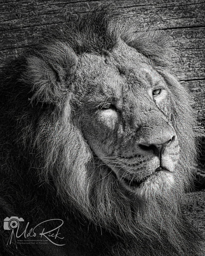 Leo2 | Entdecken Sie Fotografie aus Leidenschaft: Auftragsfotografie, HD-Fotos, Geschenkartikel aus Ihren Bildern und vieles mehr. Beauftragen Sie uns für besondere Momente!