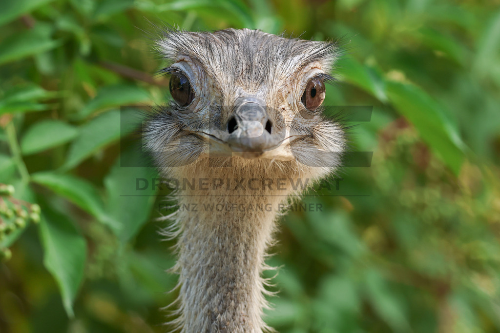 Rhea at Tierpark Herberstein // Nandu im Tierpark Herberstein | A rhea at Tierpark Herberstein in Styria, Austria. The scene shows the large flightless bird in its zoo enclosure and highlights its distinctive appearance, alert posture and natural behavior in the animal park environment. // Ein Nandu im Tierpark Herberstein in der Steiermark, Österreich. Die Szene zeigt den großen flugunfähigen Vogel in seinem Gehege und hebt sein markantes Erscheinungsbild, seine aufmerksame Haltung und sein natürliches Verhalten im Tierpark hervor. - Realisiert mit Pictrs.com