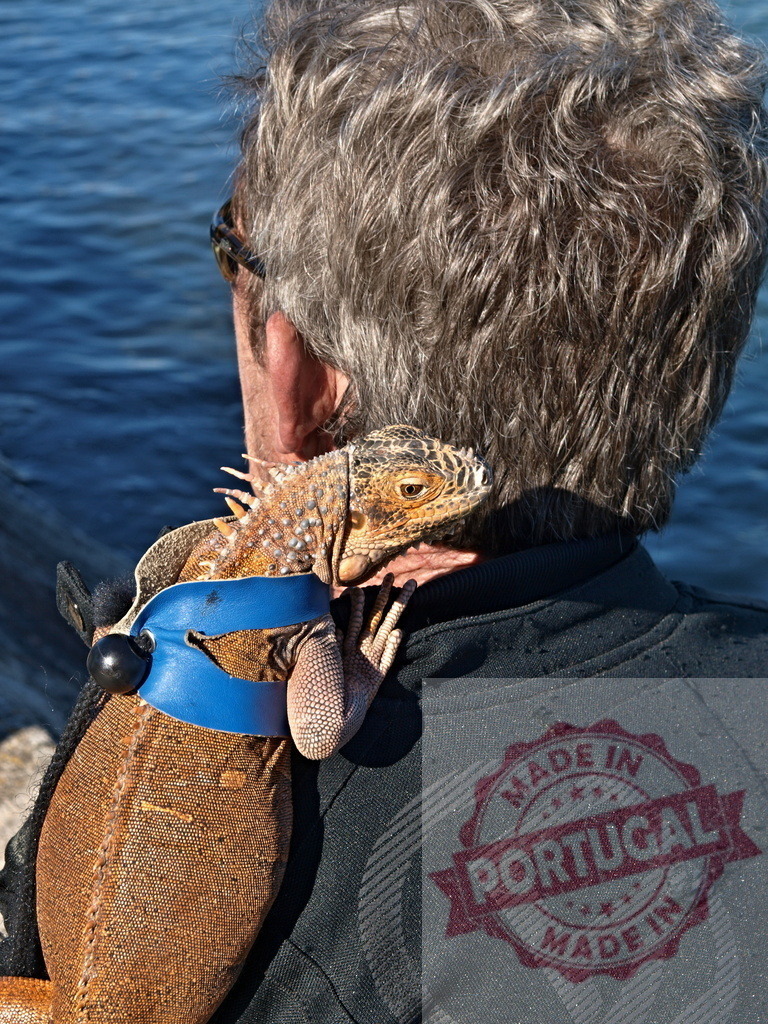 Iguana wearing harness resting on man shoulder looking at sea | Iguana in a blue harness resting on a man's shoulder overlooking the sea - Realisiert mit Pictrs.com