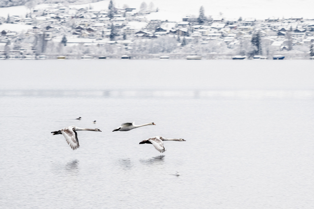 Schwäne im Flug | Drei Schwäne im Flug dominieren den Vordergrund über dem ruhigen, grauen Wasser des Thunersees. Im Hintergrund erstreckt sich ein schneebedecktes Dorf am Ufer, umgeben von winterlicher Vegetation und Bergen. Die Szene fängt die Stille und Schönheit einer winterlichen Landschaft in den Schweizer Alpen ein und betont die Harmonie zwischen Wildtieren und Natur. - Realisiert mit Pictrs.com