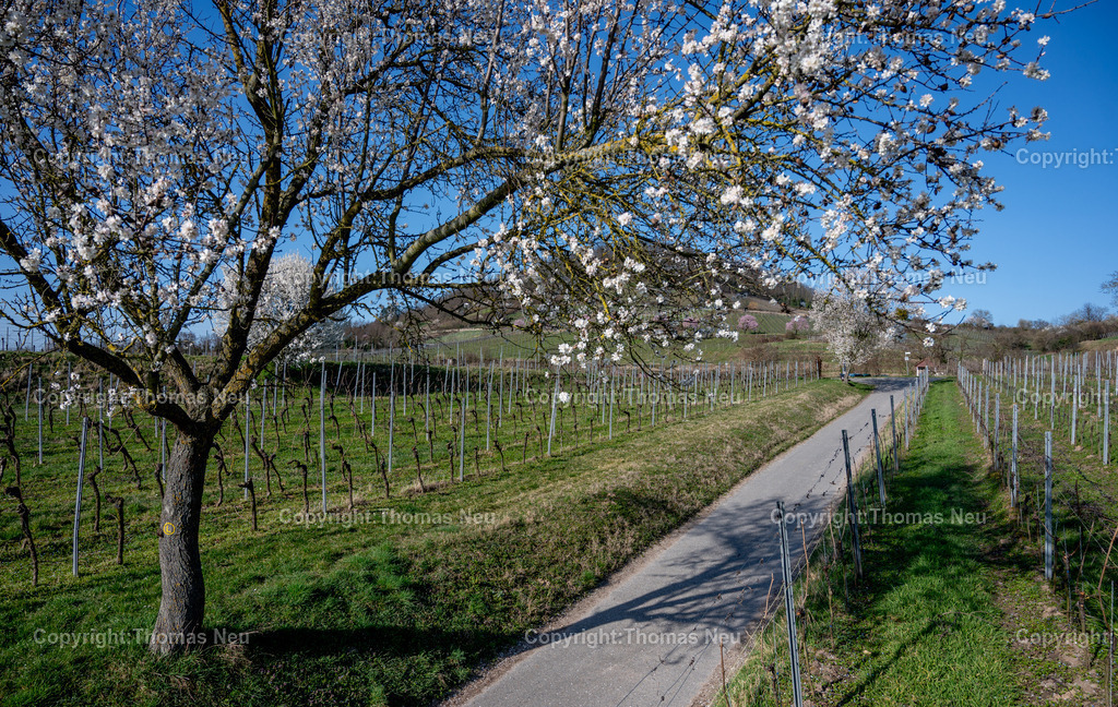 Mandelbluete_Bergstrasse_2026__Fotografie-Thomas-Neu-26 | bbe,bre, Die Mandelbäume an der Begstraße blühen und gebven der  Landschaft ihre farblichen Blütentupfer,  ,Bild: Thomas Neu