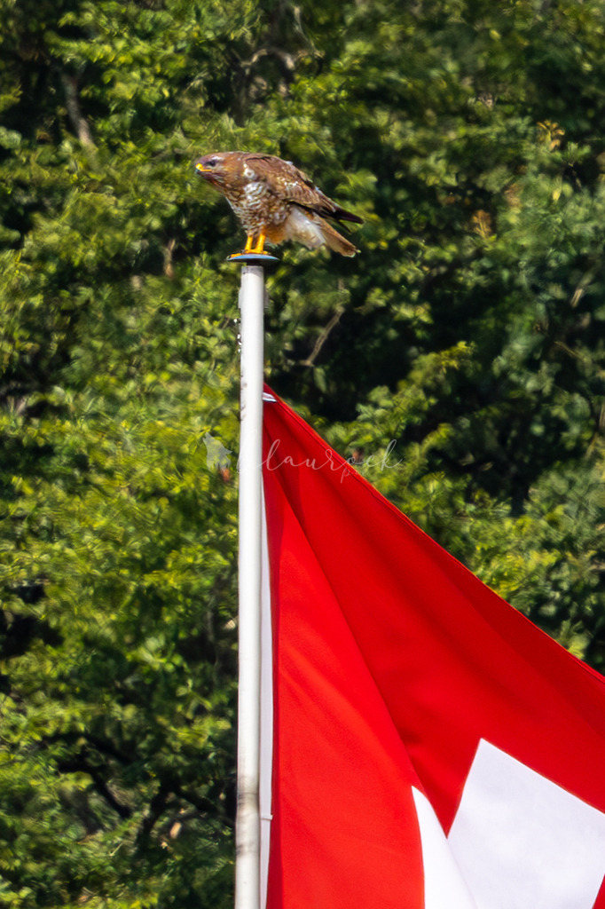 Mäusi-3 | Sportbilder, Sportfotograf, Hochzeits- und Eventfotografin, Flugshows, Portraits und Tiershooting, Aviation, Downhill, Nationalleague, Swissleague, International