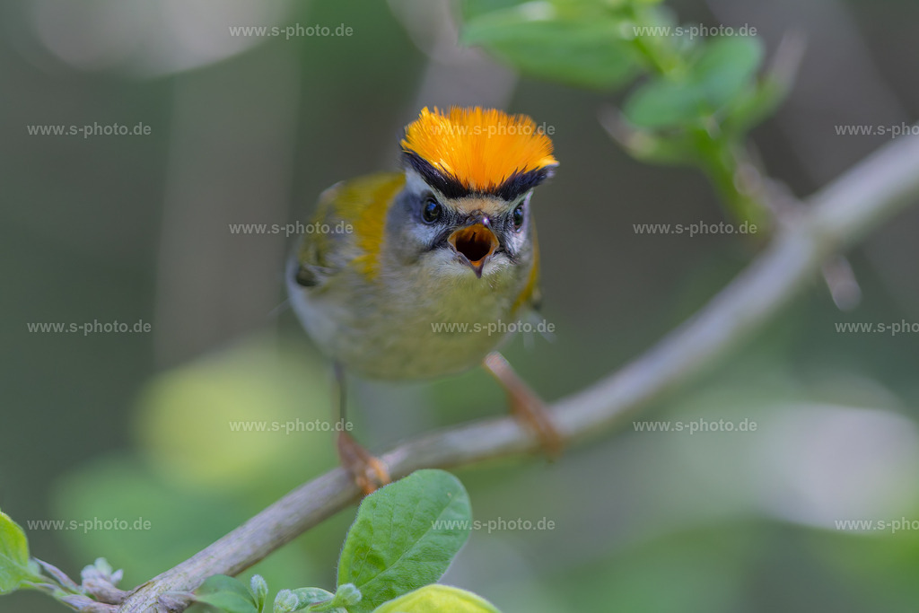 Sommergoldhähnchen - auf Krawall :-) | Ein männliches Sommergoldhähnchen meckert mit dem Fotografen...  - Realisiert mit Pictrs.com