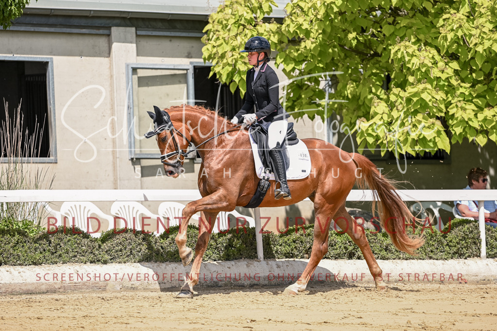 Schugtsche-Aluta25-48.Reitpferfdeprf.-298 | Schugtsche Fotografie - Realisiert mit Pictrs.com
