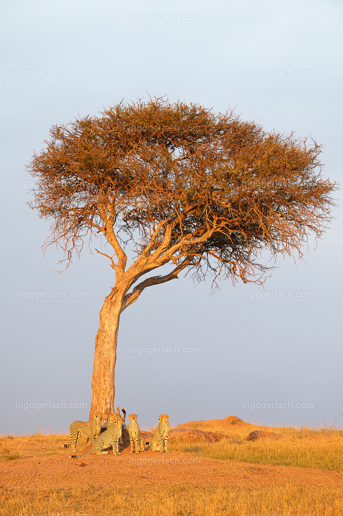 IGZ_2699 | Die fünf Gepardenbrüder oder auch Gepardenkoalition genannt fotogenvor einem Baum bei Sonnenuntergang
