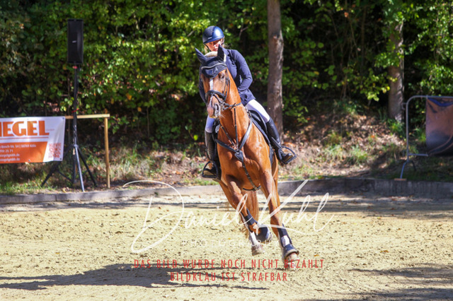 DKP43170 | Deine Turnierfotos vom Reitturnier online kaufen: Dressur, Springen & Siegerehrung. Professionelle Pferdefotografie aus dem Rheinland – als Download & Print.Alternative: Turnierfotograf für den Pferdesport: Finde deine Fotos von Dressur- und Springturnier