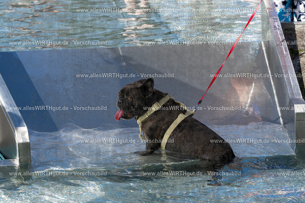 Hundeschwimmen_Volksbad_2026-allesWIRTHgut_Tierfotografie-2609061312-FAY06678 | Professionelle Tierfotografie in Mönchengladbach von Daniel Wirth (allesWIRTHgut). Liebevolle & natürliche Bilder von Hunden & Katzen für unvergessliche Erinnerungen.