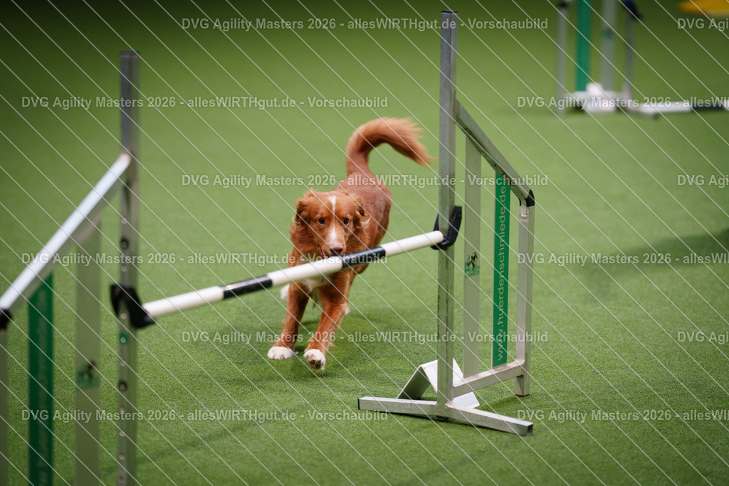 allesWIRTHgut_Tierfotografie-DVG_Agility_Masters_2026-15_51-7R502968 | Professionelle Tierfotografie in Mönchengladbach von Daniel Wirth (allesWIRTHgut). Liebevolle & natürliche Bilder von Hunden & Katzen für unvergessliche Erinnerungen.