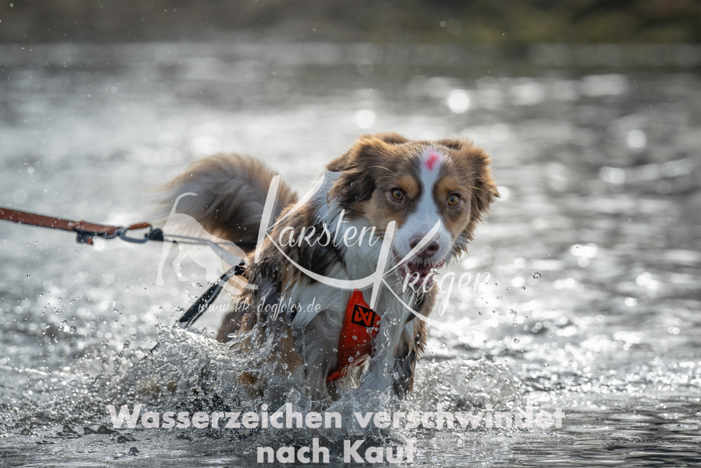 1004_ZZ95736 | kk-dogfotos