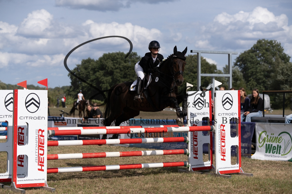 A7V09231 | Pferdefotograf