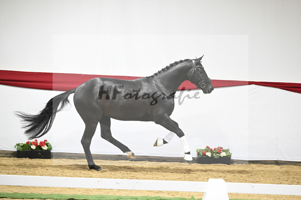 Kat-Nr. 12 v. Toto jr._Stal Brinkman_63220432 | hf-fotografie - Realizzato con Pictrs.com